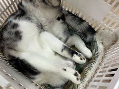 -李小姐の猫咖啡馆(五角场店)