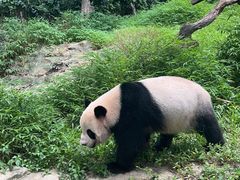 -广州长隆野生动物世界