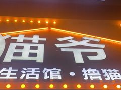 -猫爷宠物生活馆·撸猫馆