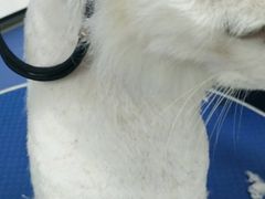 -瑞派动物医院·猫专科·至诚(江南中分院)