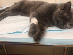 -瑞派天宁宠物医院·猫科·异宠中心