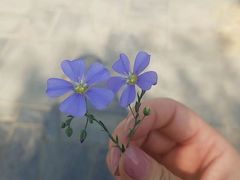 -石家庄市植物园
