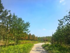 -合肥滨湖国家森林公园