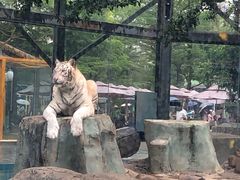 -灵玲国际马戏城