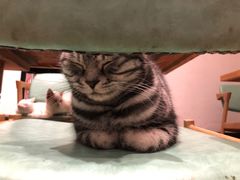 -猫色咖啡·猫咖