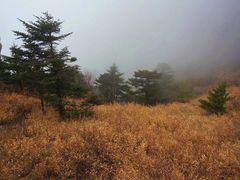 -牛背梁国家森林公园