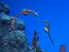 -上海海洋水族馆