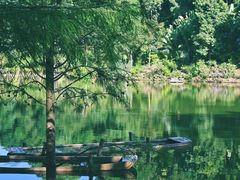 -深圳仙湖植物园