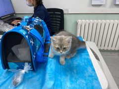 -纳吉亚猫专科动物诊疗中心(蒋宅口分院)