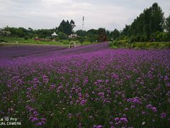 -紫颐香薰山谷景区