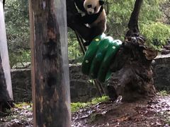 -都江堰中华大熊猫苑