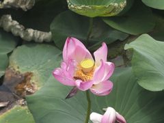 -洛阳市隋唐城遗址植物园