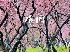 -无锡梅园公园