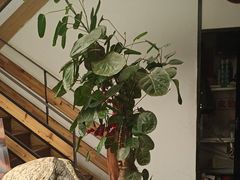 -蘇河湾·新鲁菜·泰山宴(宝龙店)