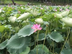 景点-陶然亭公园