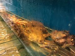 -海九澎湖海鲜餐厅