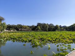 -鼎盛王朝康熙大典实景演出
