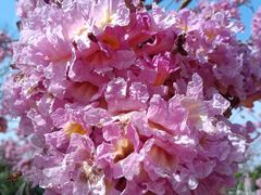 -南国桃园旅游度假区