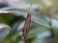 -新江湾城公园