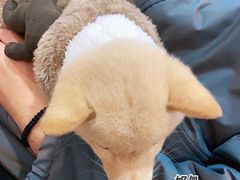 -南京Hallo宠物乐园·哈罗犬舍·柴犬繁育基地