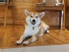 -柴务处·柴犬主题狗咖