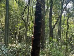 -上海佘山国家森林公园天马山园