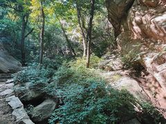 -大岭沟猕猴桃谷风景区