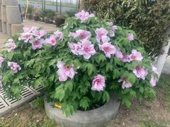 -星伦多自助料理(华润万象城店)