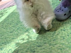 -爪爪喵星球·猫舍(卓悦中心店)