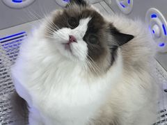 -爱洗澡的猫(望京店)