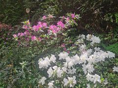 -西岭雪山大飞水景区