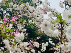 -观澜湖生态运动公社