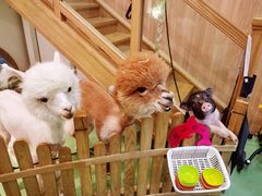 -藦茜花园宠物主题亲子互动体验馆(国顺东路店)