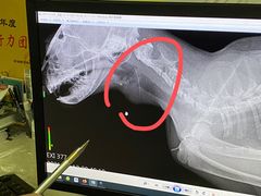 -芭比堂动物医院广州顽皮分院