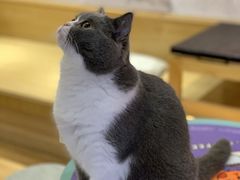 -滚猫咖啡·猫咖·猫友好撸猫(未来城店)