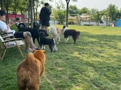 -爪吧宠物乐园 (温榆河示范区店)