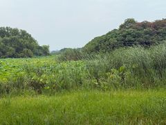 -贡湖湾湿地公园