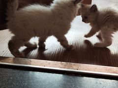 -楼上猫咖(罗湖店)