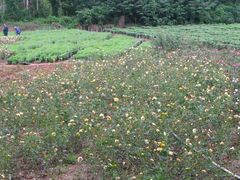 -三圣花乡旅游区