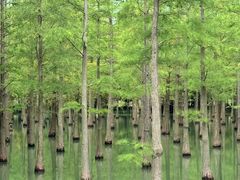 -泗洪洪泽湖湿地景区