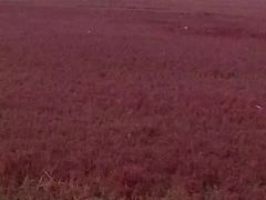 -红海滩国家风景廊道