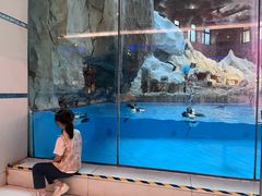 -帝企鹅自助餐厅•儿童岛•真企鹅(长隆企鹅酒店)