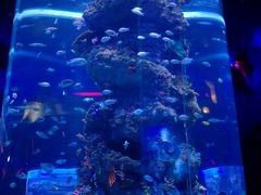 -芜湖新华联大白鲸海洋公园