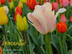 -大宁郁金香公园-停车场