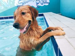 -趣玩宠物乐园寄养训犬训狗游泳池