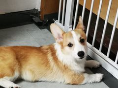 -汪说·狗咖(旺城大厦店)