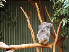 -费瑟代尔野生动物园