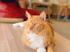 -藏猫猫咖啡主题馆(中央大道店)