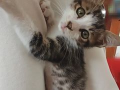 -御宝贝·A梦猫科宠物医院(国际猫友好医院)