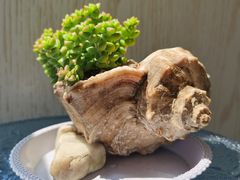 -87号烧烤海鲜·大排档(金沙滩店)